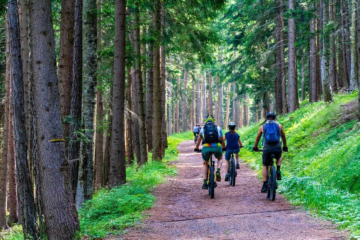Radfahren durch die Sächsische Schweiz Eine Gruppe Mountainbiker fährt über einen Waldweg in der Sächsischen Schweiz